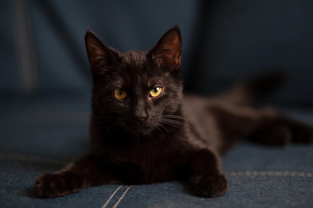 Gatito serio guapo doméstico con ojos amarillos se encuentra y juega en el sofá azul