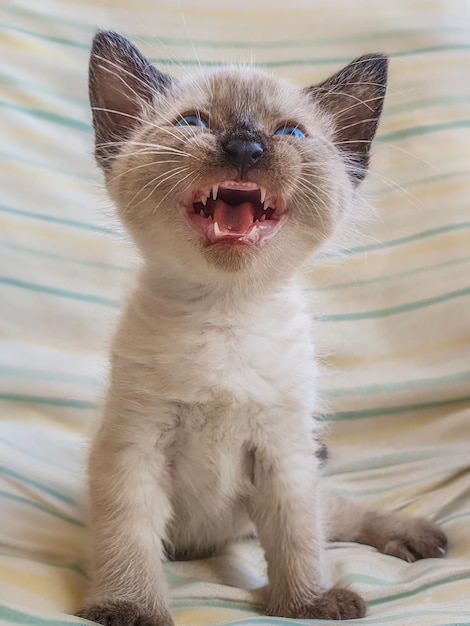 Gatito siames cachorro y sus posturas