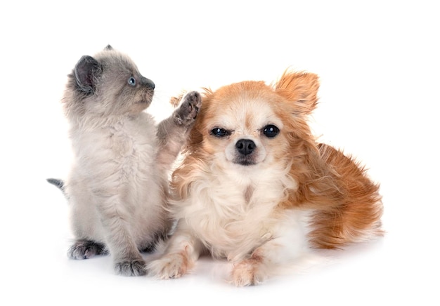 gatito siamés y chihuahua en el estudio