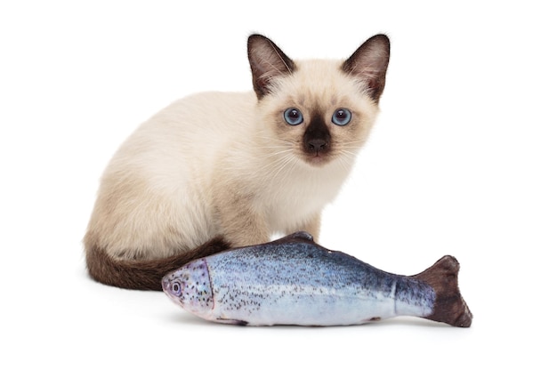 Gatito siamés jugando a los peces de juguete