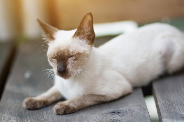 Gatito Siamesecat sentado y disfrutar en terraza de madera con luz solar