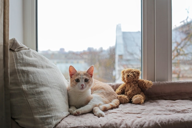 Un gatito se sienta en el alféizar de una ventana y mira con curiosidad