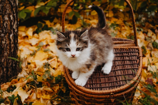 gatito se sienta en una canasta de madera