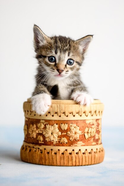 Gatito se sienta en la cesta sobre un fondo blanco.