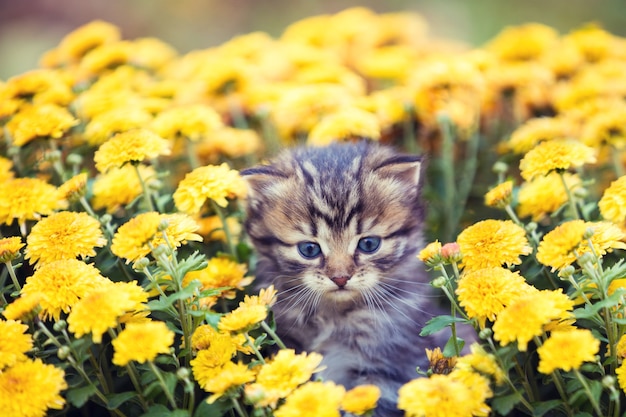 El gatito se sienta en flores amarillas