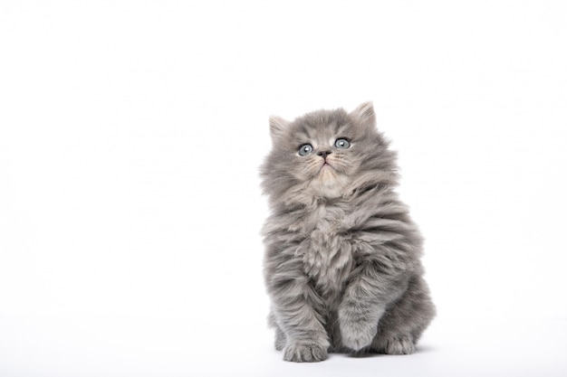 El gatito se sienta con una pata levantada en una pared blanca de forma aislada.