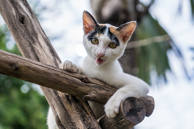 Gatito se sienta en una rama de madera en el jardín