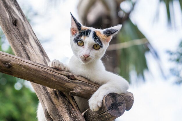 Gatito se sienta en una rama de madera en el jardín