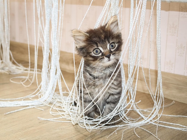 Un gatito se sienta en una red, el fondo es rosa.