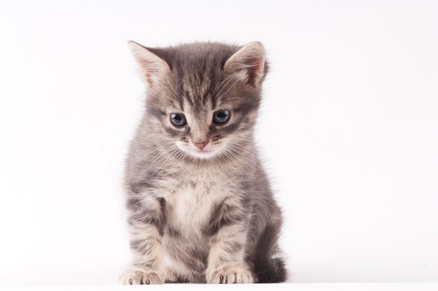 Gatito sobre un fondo blanco mirando hacia arriba