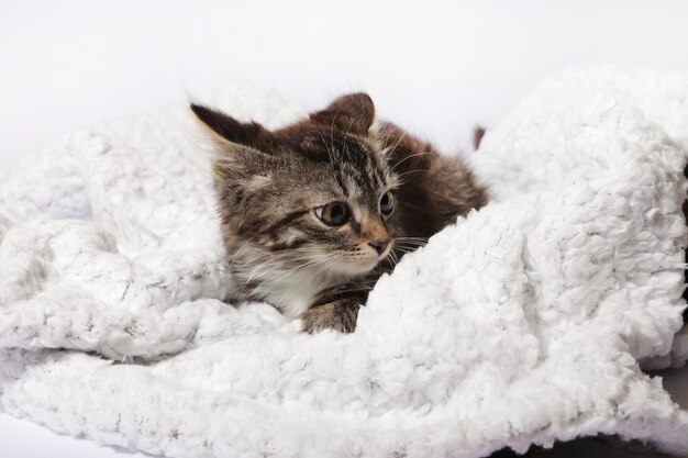 un gatito sobre un fondo blanco