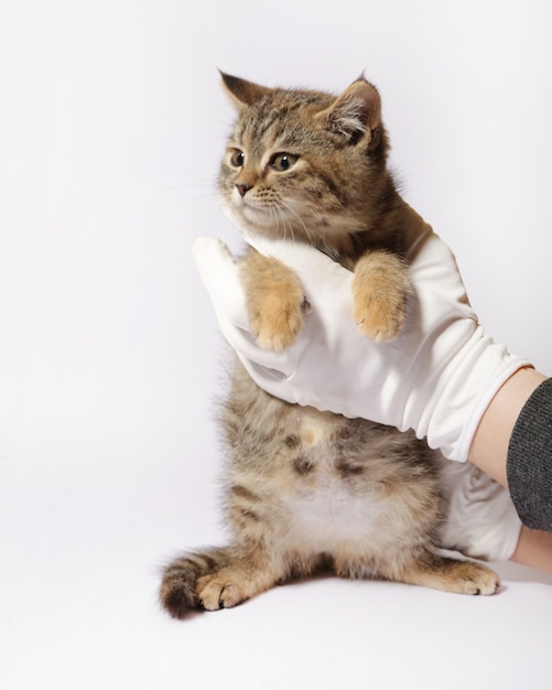 Foto un gatito sobre un fondo blanco