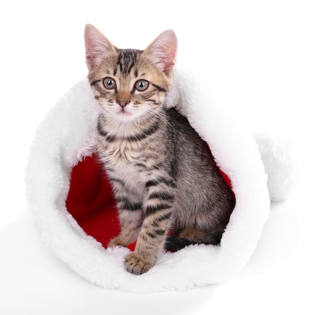 Gatito con sombrero de Navidad aislado en blanco