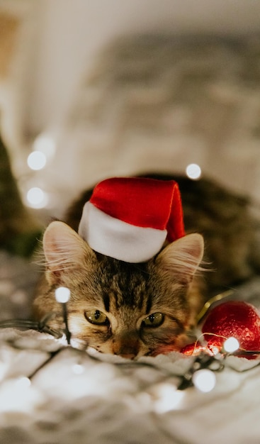 Foto un gatito con un sombrero de papá noel quemando una guirnalda decoración navideña acostado en el sofá por la noche