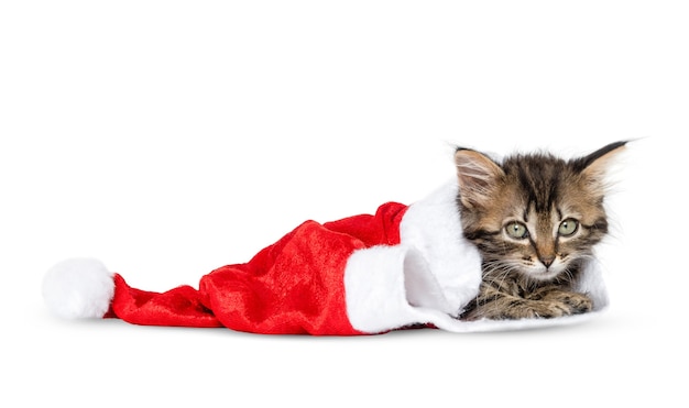 Gatito con sombrero de Santa aislado en un fondo blanco.