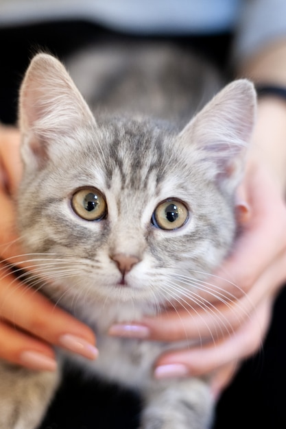 Gatito soñoliento en las rodillas de una niña. gatito casero con una cara atractiva linda.