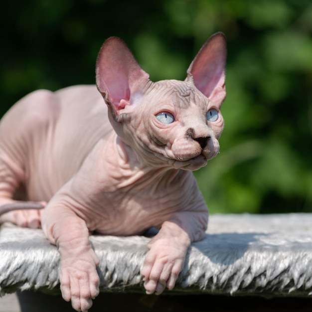 Gatito sphynx canadiense de color chocolate visón y blanco con ojos azules acostado sobre una alfombra al aire libre