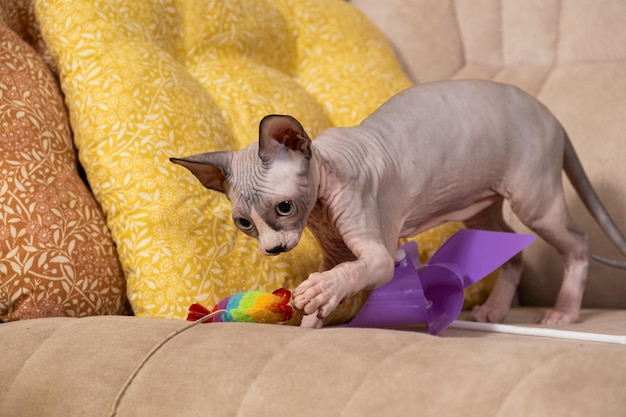 Un gatito Sphynx canadiense de tres meses juega con un juguete en el sofá