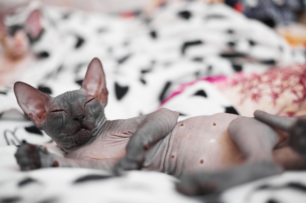 Gatito Sphynx duerme en la cama