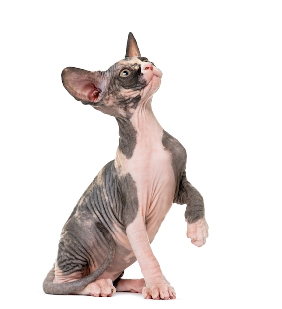 Gatito Sphynx pateando aislado en blanco