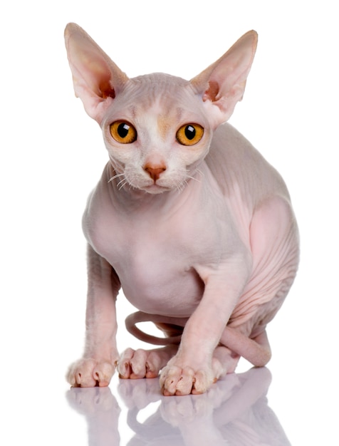 Foto gatito sphynx