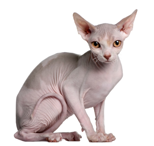 Gatito Sphynx