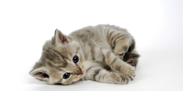 Un gatito tabby blanco y juguetón