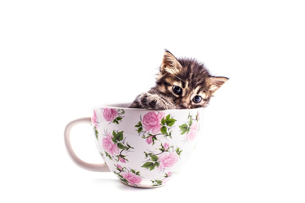 Gatito tabby en una gran taza blanca