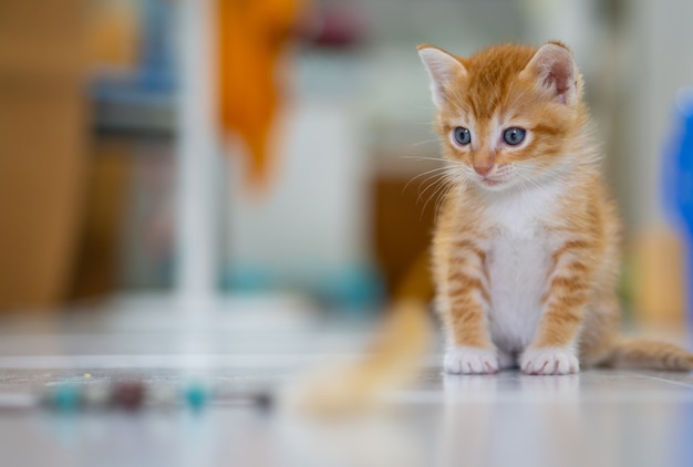 Gatito tailandés naranja y blanco, 1 mes de edad, de pie en la casa.