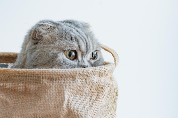 Gatito travieso gris rayado mira fuera de la bolsa con los ojos sobre un fondo blanco
