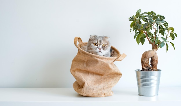 Gatito travieso gris rayado mira fuera de la bolsa con los ojos sobre un fondo blanco