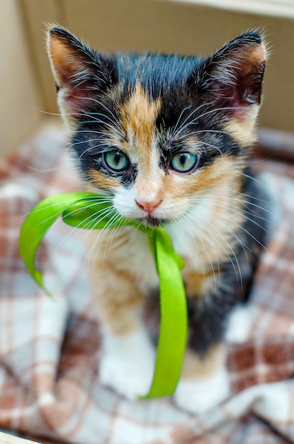 Gatito tricolor con una cinta verde en una caja de cartón afuera