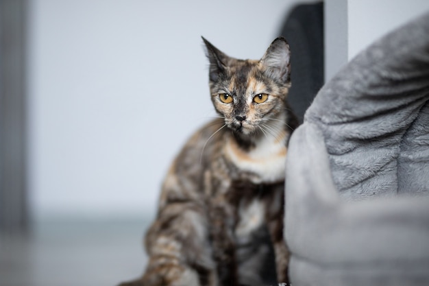 un gatito tricolor se encuentra cerca de su casa gris