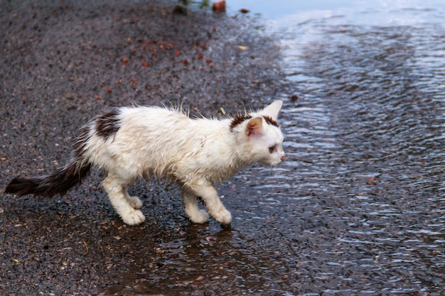 Gatito triste sin hogar mojado en una calle después de una lluvia Concepto de protección de animales sin hogar
