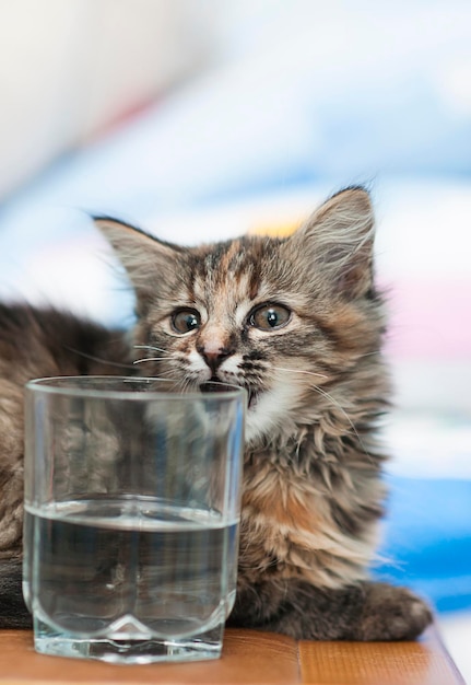 Gatito y un vaso de agua.