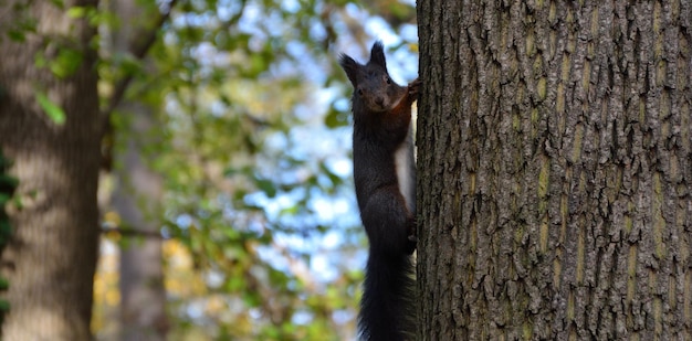 Gatito verificable en un panorama de árbol