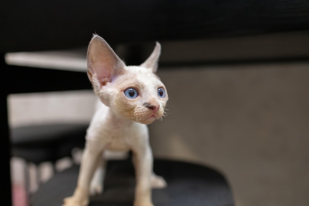 El gatito White Devon Rex A mira hacia un lado y se pincha