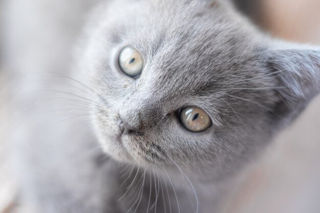 Un gatito yace en el alféizar de la ventana.