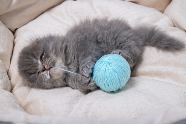 Un gatito yace en una cama para gatos y juega con una bola de hilo