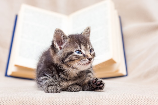 El gatito yace cerca del libro abierto. Descansa durante el entrenamiento