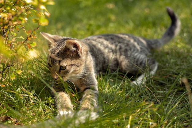 Gatito yace en la hierba de verano