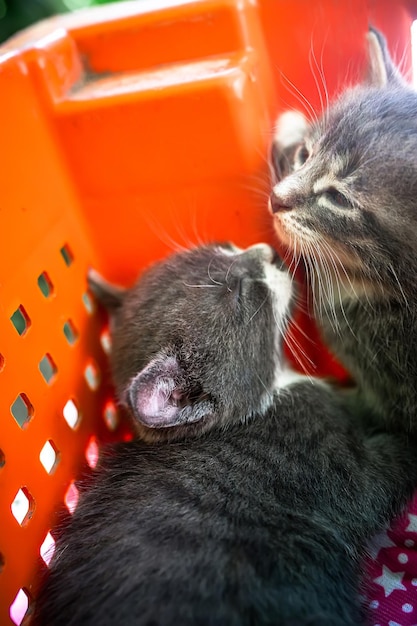 Foto los gatitos abandonados se agrupan en una caja de plástico