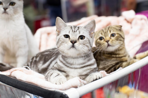 Gatitos británicos en una jaula al aire libre en una exposición de gatos