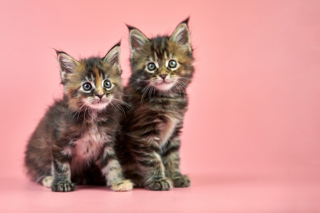 Gatitos de carey de Maine Coon