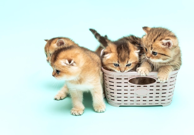 Gatitos Chinchilla dorados sentados dentro de una cesta de mimbre