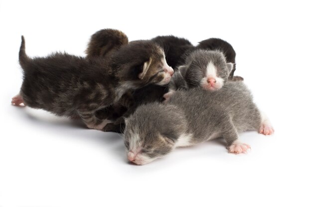 Gatitos ciegos en blanco