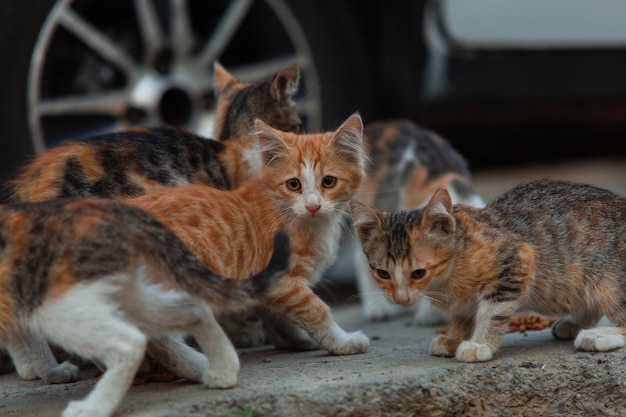 Gatitos comiendo comida especial para gatos en la calle Una mascota abandonada busca ayuda