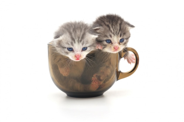 Gatitos en copa