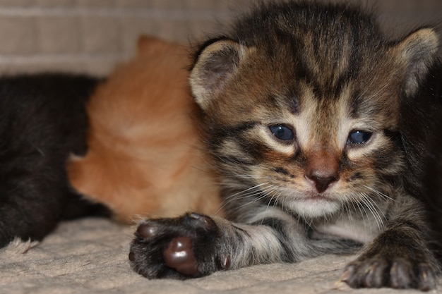 Gatitos duermen en el sofá