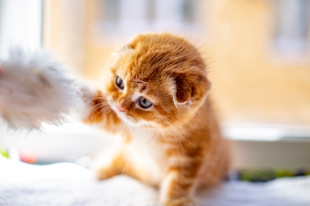 Foto gatitos escoceses rojos